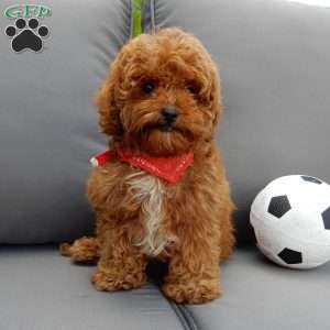 Benji, Cavapoo Puppy